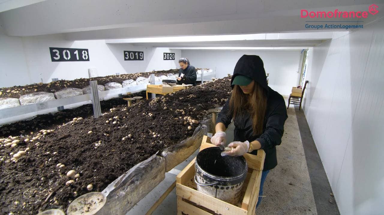 La Cave Agricole - Production de champignons à Bordeaux