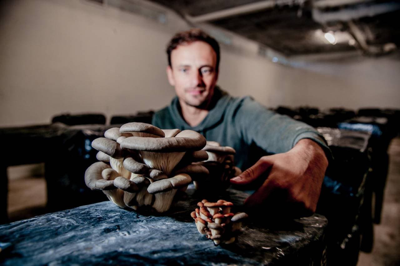 La Cave Agricole - Production de champignons à Bordeaux