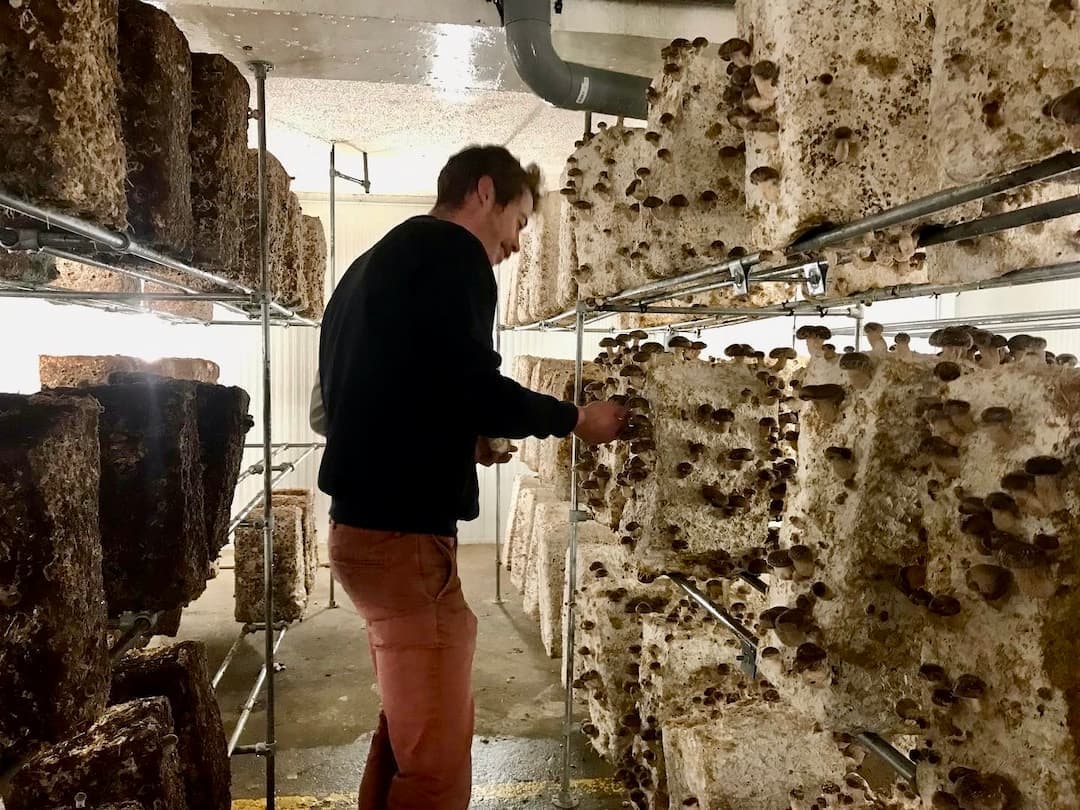 La Tanière des Gones - Production de champignons à Lyon