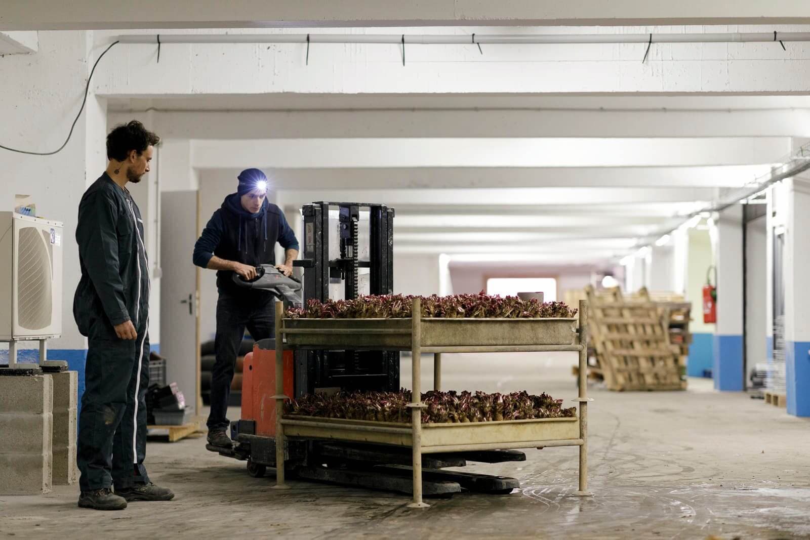 Culture de champignons à La Caverne