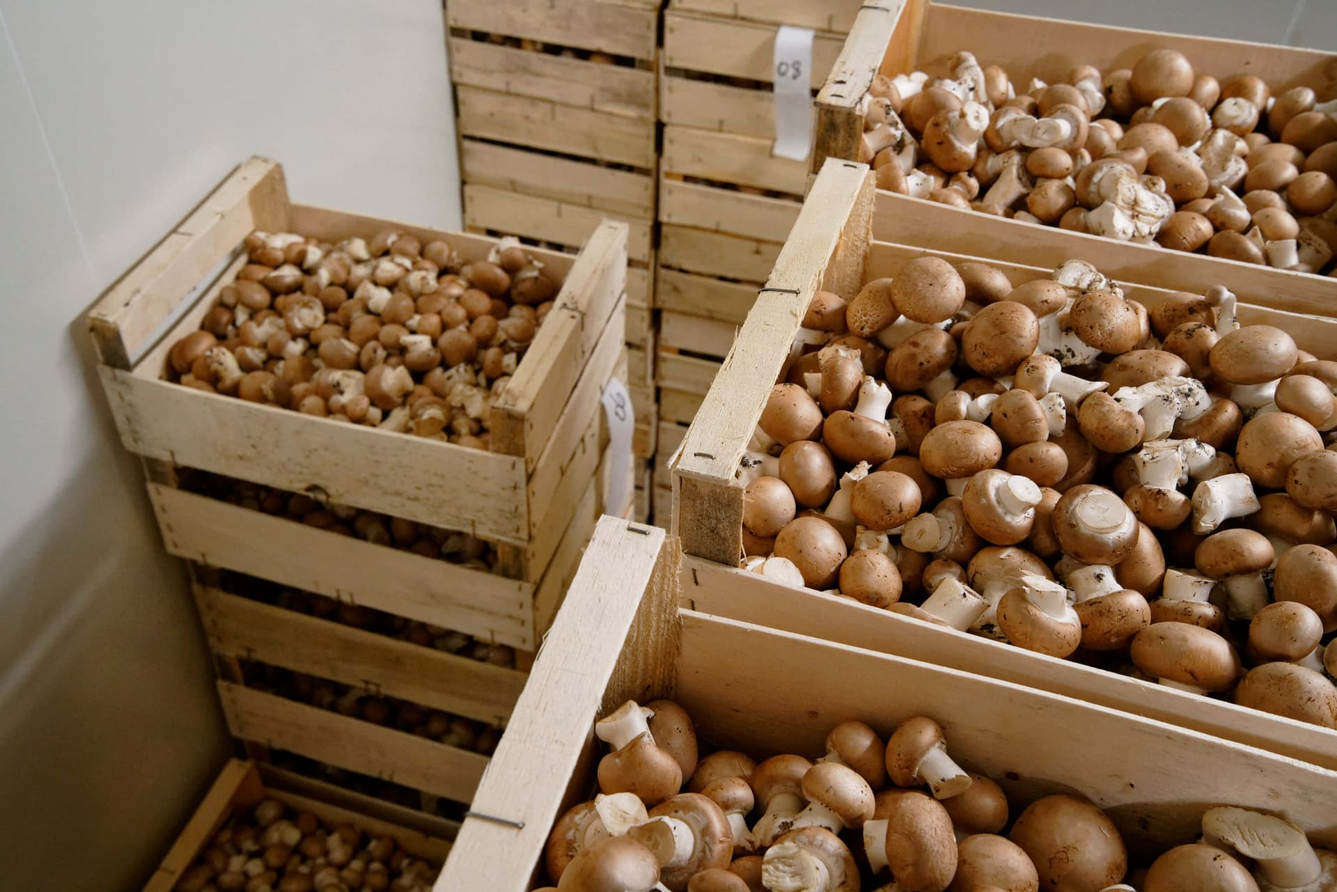 Champignons de Paris